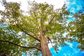 Best Stump Grinding and Removal  in Deshler, OH