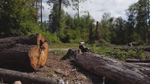 How Our Tree Care Process Works  in  Deshler, OH