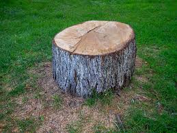 Best Tree Cabling and Bracing  in Deshler, OH