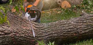 Best Tree Mulching  in Deshler, OH