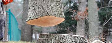 Best Fruit Tree Pruning  in Deshler, OH