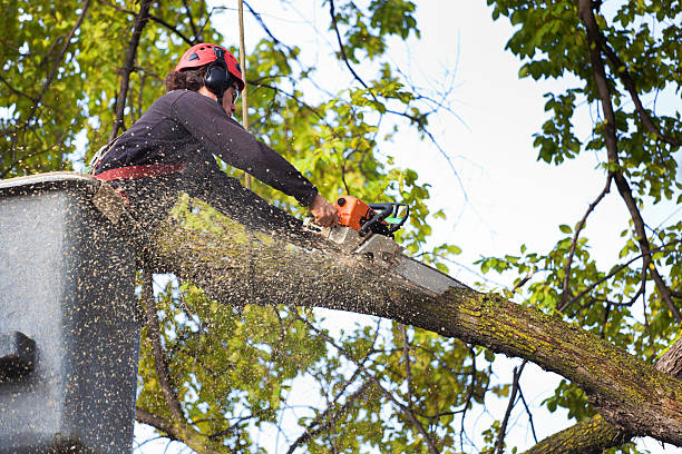 Best Lawn Maintenance Plans  in Deshler, OH