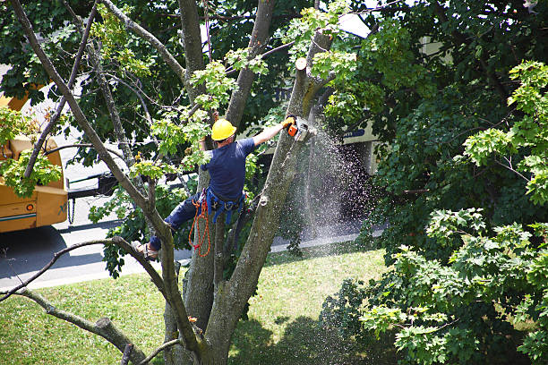 Best Aeration Services  in Deshler, OH