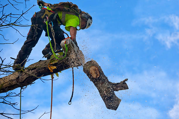Best Tree Mulching  in Deshler, OH